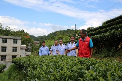 賀州稅務 稅惠賦能，助力茶香四溢 企業服務新篇章